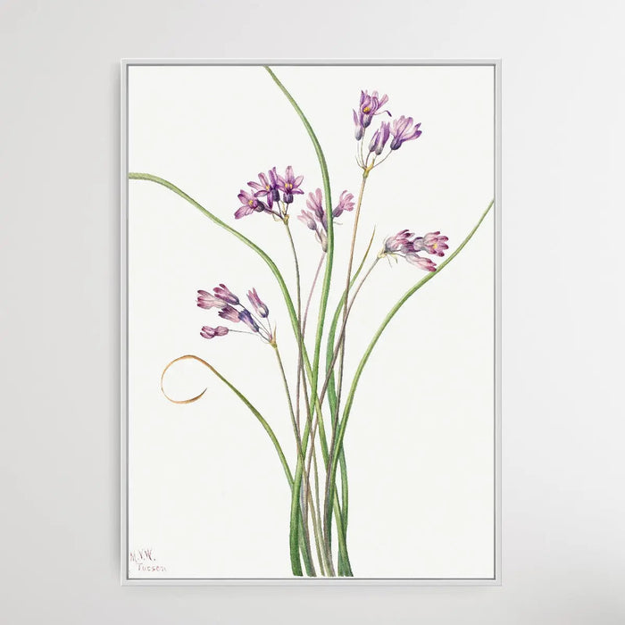 Brodiaea Pulchella (1927) by Mary Vaux Walcott, Wall Art, Ozark Home 