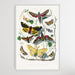 Butterfly & Moth painting by Paul Gervais, Wall Art, Ozark Home 