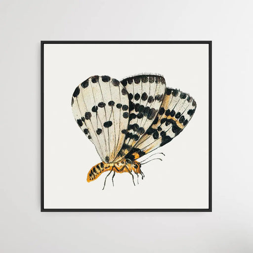 Butterfly (1660-1665) by Jan van Kessel - Square Art Print, Wall Art, Ozark Home 