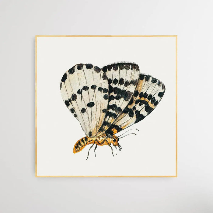 Butterfly (1660-1665) by Jan van Kessel - Square Art Print, Wall Art, Ozark Home 