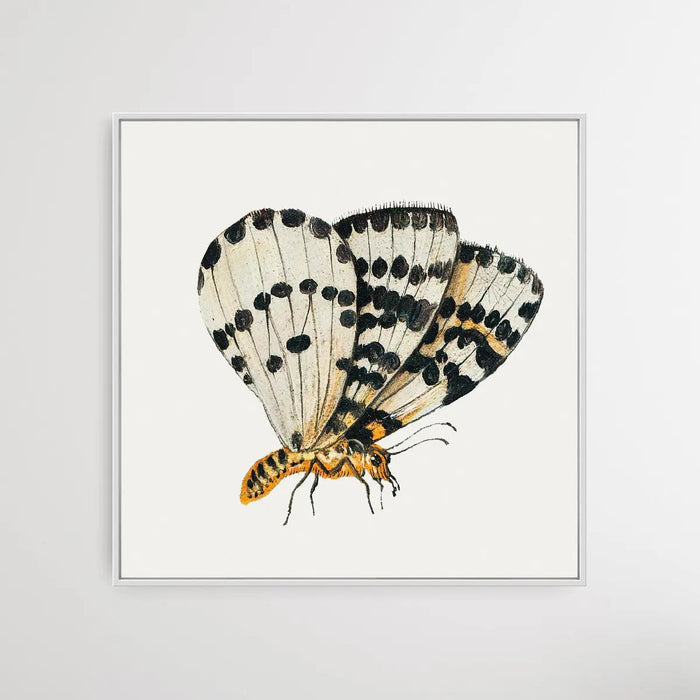 Butterfly (1660-1665) by Jan van Kessel - Square Art Print, Wall Art, Ozark Home 