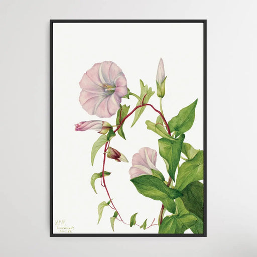 Calystegia Convolvulus Sepium (1932) by Mary Vaux Walcott, Wall Art, Ozark Home 