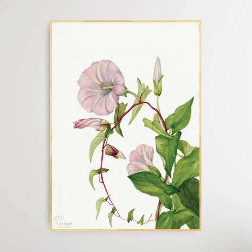 Calystegia Convolvulus Sepium (1932) by Mary Vaux Walcott, Wall Art, Ozark Home 