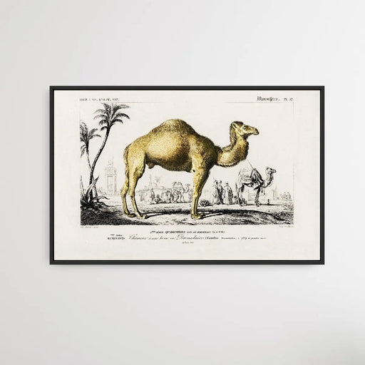 Camelus by Charles Dessalines D' Orbigny (1806-1876), Wall Art, Ozark Home 