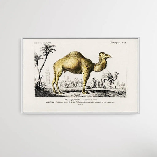 Camelus by Charles Dessalines D' Orbigny (1806-1876), Wall Art, Ozark Home 