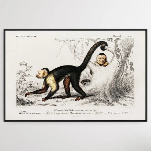 Cebus Hypoleucus by Charles Dessalines D' Orbigny (1806-1876), Wall Art, Ozark Home 