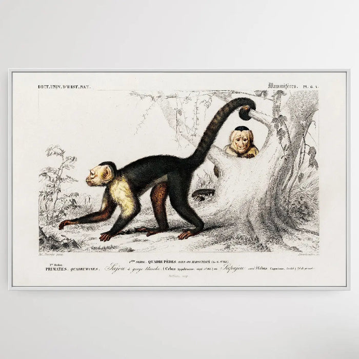 Cebus Hypoleucus by Charles Dessalines D' Orbigny (1806-1876), Wall Art, Ozark Home 