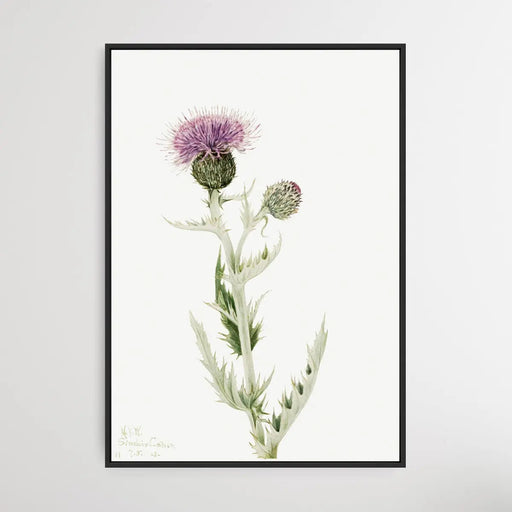 Cirsium Undulatum (1923) by Mary Vaux Walcott, Wall Art, Ozark Home 