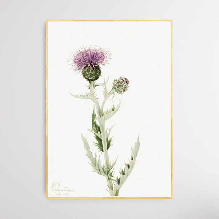 Cirsium Undulatum (1923) by Mary Vaux Walcott, Wall Art, Ozark Home 