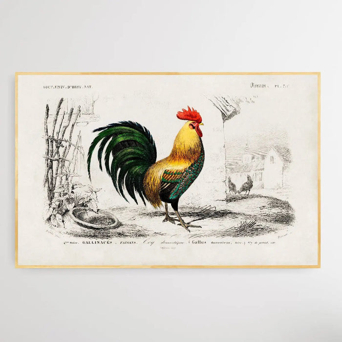 Cock by Charles Dessalines D' Orbigny (1806-1876), Wall Art, Ozark Home 