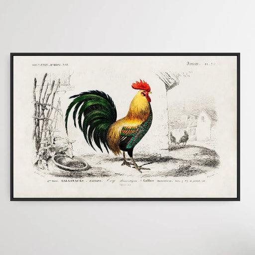 Cock by Charles Dessalines D' Orbigny (1806-1876), Wall Art, Ozark Home 