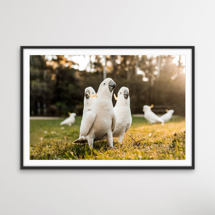 Cockatoo Gang - Australian Gang of Cockatoos Bird Photographic Art or Canvas Print