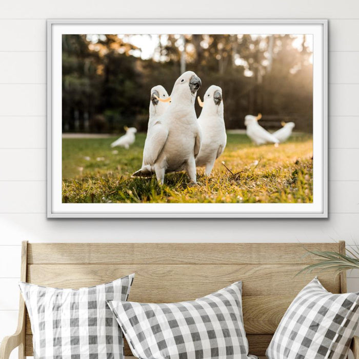 Cockatoo Gang - Australian Gang of Cockatoos Bird Photographic Art or Canvas Print