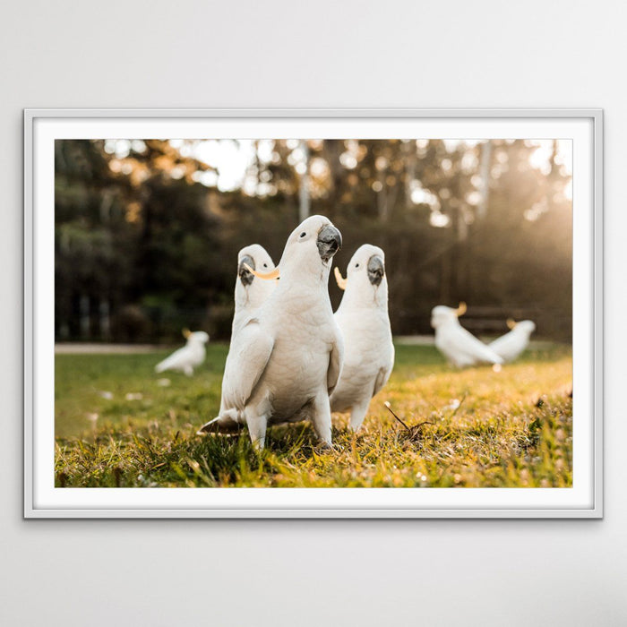 Cockatoo Gang - Australian Gang of Cockatoos Bird Photographic Art or Canvas Print