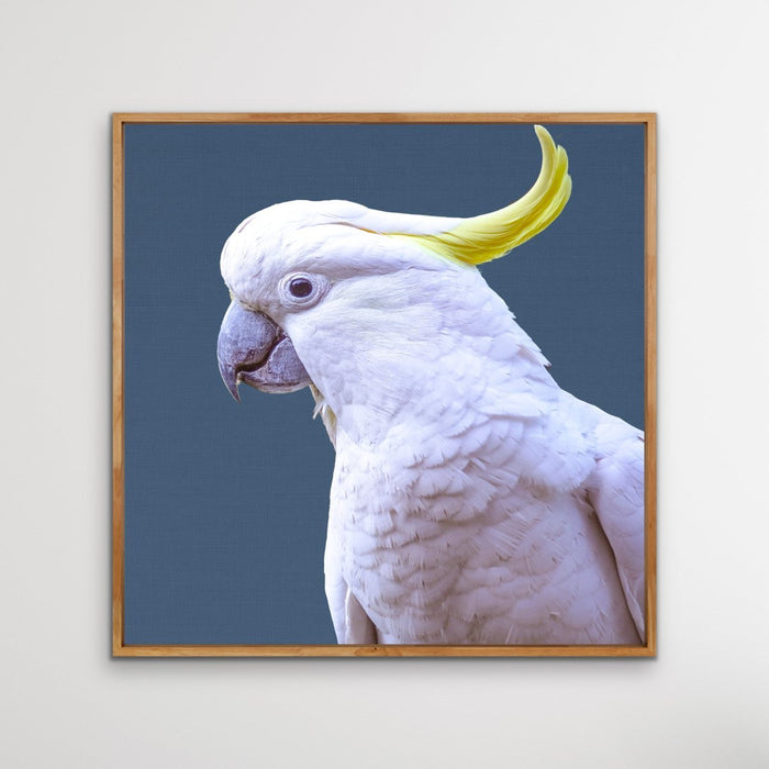 Cockatoo On Blue Linen - Original Cockatoo Australian Nature Wall Art Print  on Canvas