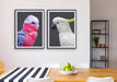 Cockatoo Stand Off - Two Piece Stretched Canvas Framed Wall Art, Wall Art, Ozark Home 