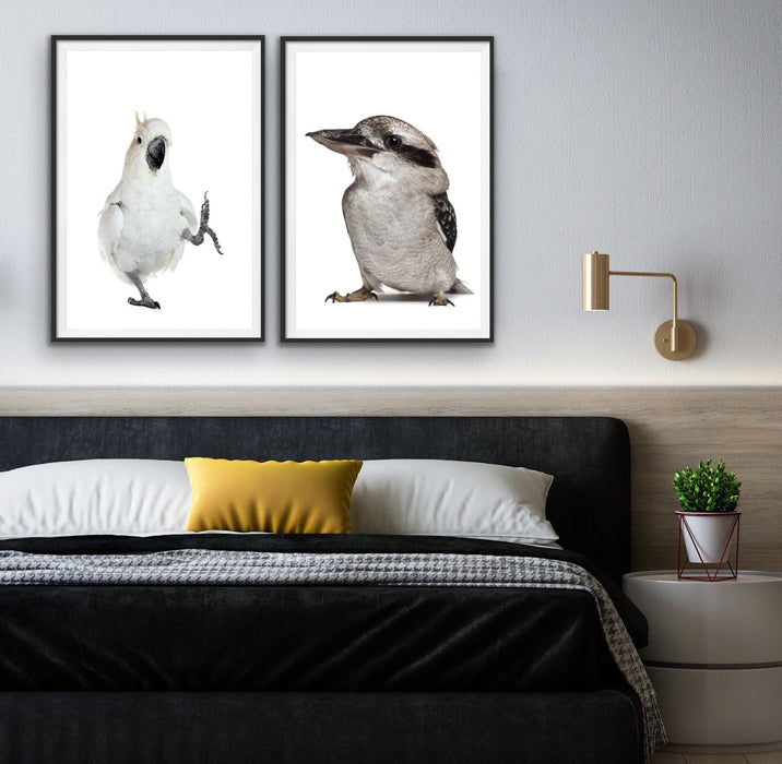 Cocky and Kooky - Cockatoo and Kookaburra Stretched Canvas Framed Wall Art, Wall Art, Ozark Home 