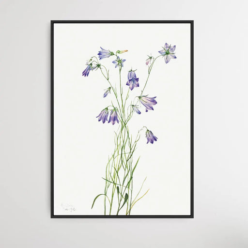 Campanula rotundifolia (1916) by Mary Vaux Walcott, Wall Art, Ozark Home 