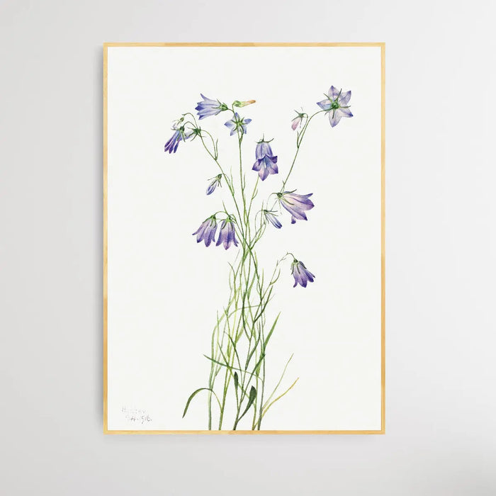 Campanula rotundifolia (1916) by Mary Vaux Walcott, Wall Art, Ozark Home 