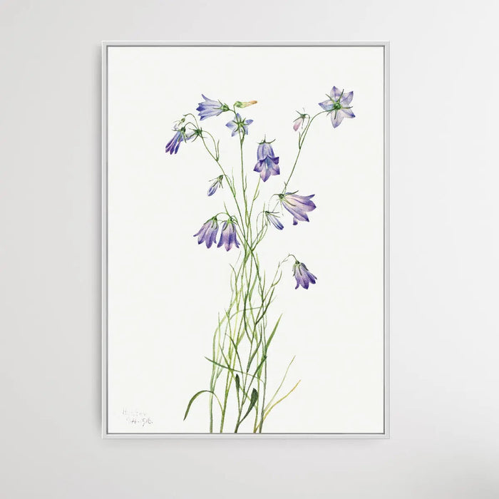 Campanula rotundifolia (1916) by Mary Vaux Walcott, Wall Art, Ozark Home 