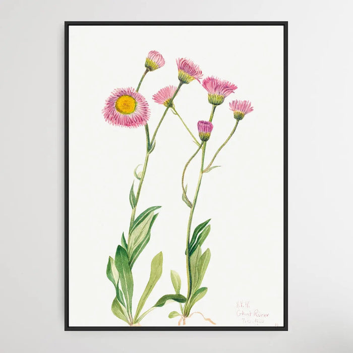 Erigeron speciosus (1920) by Mary Vaux Walcottt