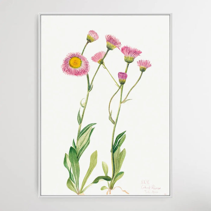 Erigeron speciosus (1920) by Mary Vaux Walcottt