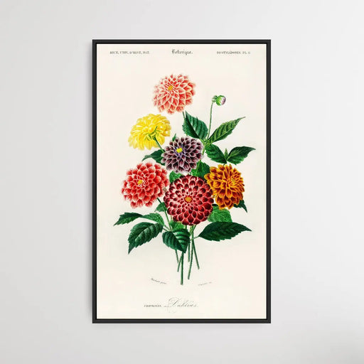 Dahlia by Charles Dessalines D' Orbigny (1806-1876), Wall Art, Ozark Home 