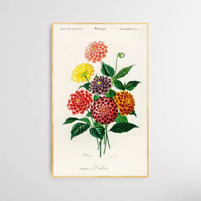 Dahlia by Charles Dessalines D' Orbigny (1806-1876), Wall Art, Ozark Home 