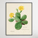 Eastern Prickly Pear cactus, Wall Art, Ozark Home 