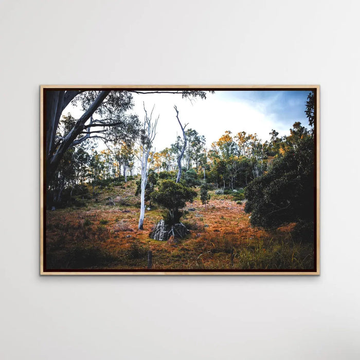 Entertwined - Australian Nature Photographic Print by Edie Fogarty, Wall Art, Ozark Home 