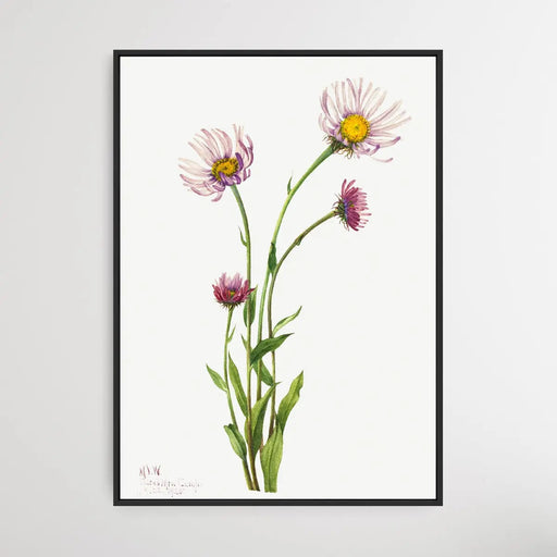 Erigeron Salsuginosus (1925) by Mary Vaux Walcott, Wall Art, Ozark Home 