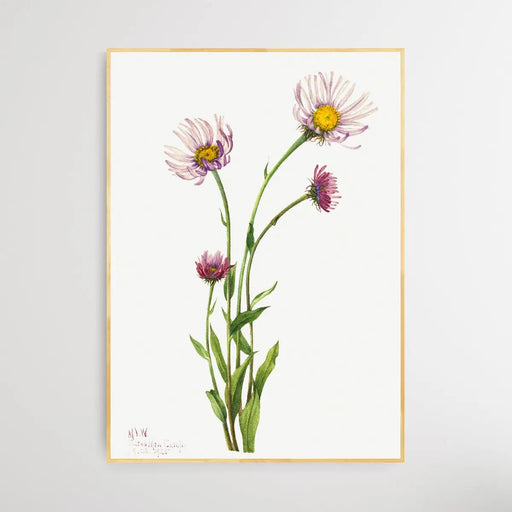 Erigeron Salsuginosus (1925) by Mary Vaux Walcott, Wall Art, Ozark Home 