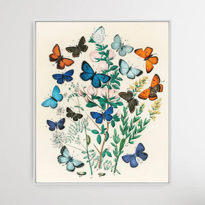 European Butterflies and Moths by William Forsell Kirby (1882), Wall Art, Ozark Home 