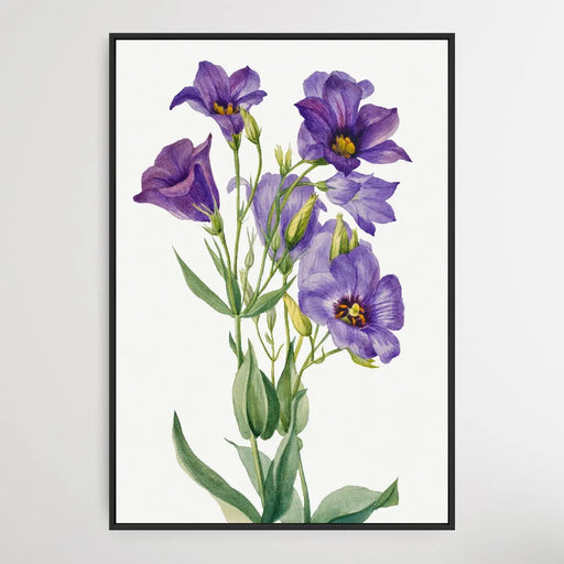 Eustoma russelianum (1930) by Mary Vaux Walcott, Wall Art, Ozark Home 