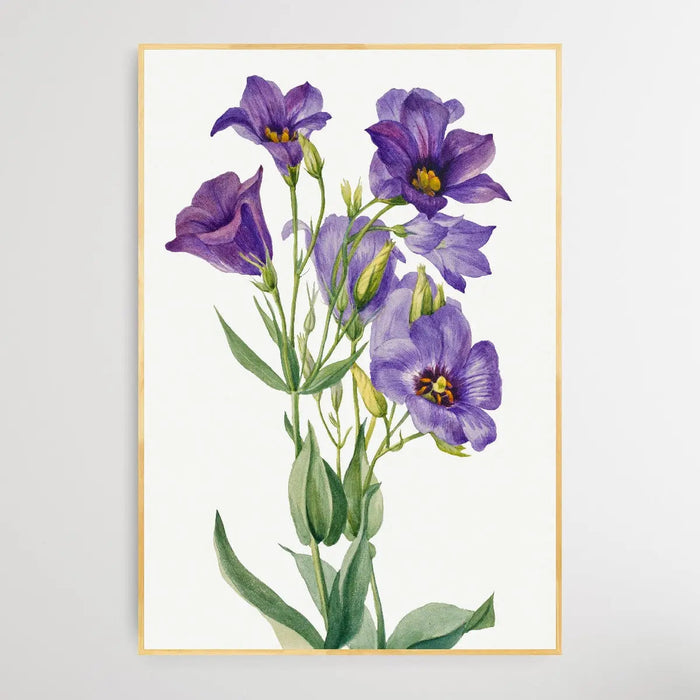 Eustoma russelianum (1930) by Mary Vaux Walcott, Wall Art, Ozark Home 