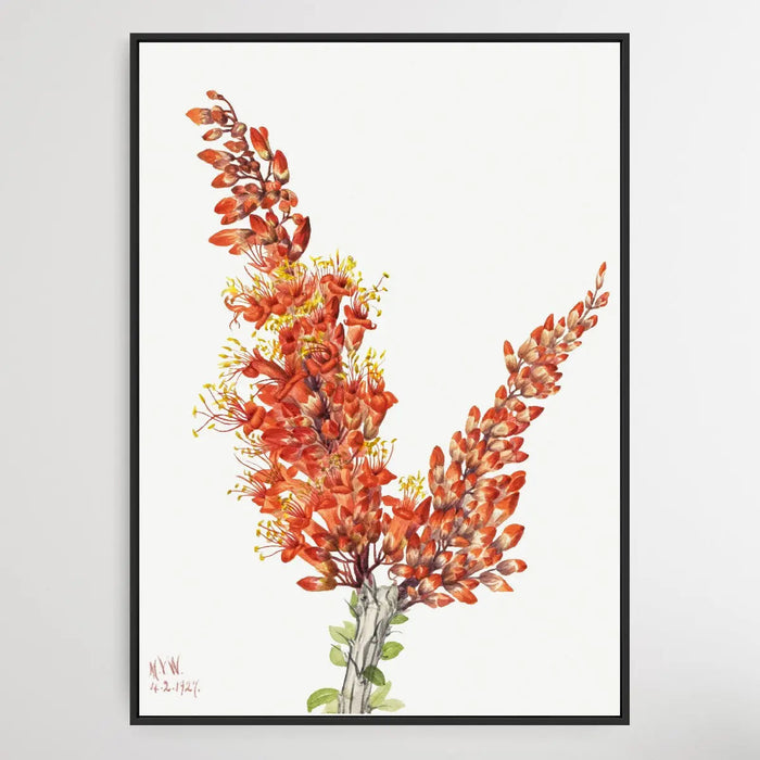 Fouquieria splendens (1927) by Mary Vaux Walcott, Wall Art, Ozark Home 