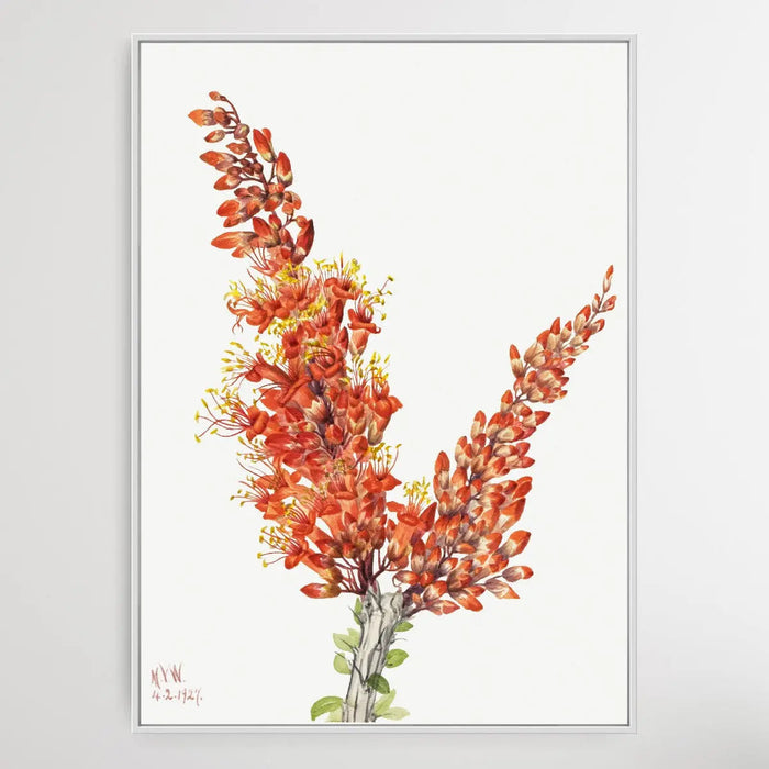 Fouquieria splendens (1927) by Mary Vaux Walcott, Wall Art, Ozark Home 