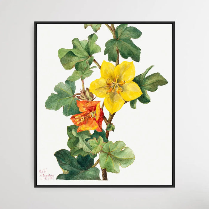 Fremontodendron mexicanum (1926) by Mary Vaux Walcott, Wall Art, Ozark Home 