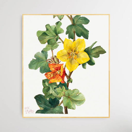 Fremontodendron mexicanum (1926) by Mary Vaux Walcott, Wall Art, Ozark Home 