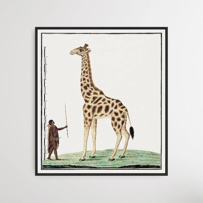 Giraffe (1779) by Robert Jacob Gordon - Square Art Print, Wall Art, Ozark Home 