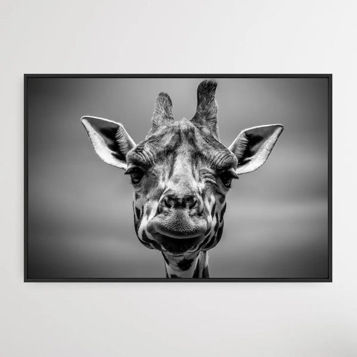 Giraffe in Monotone