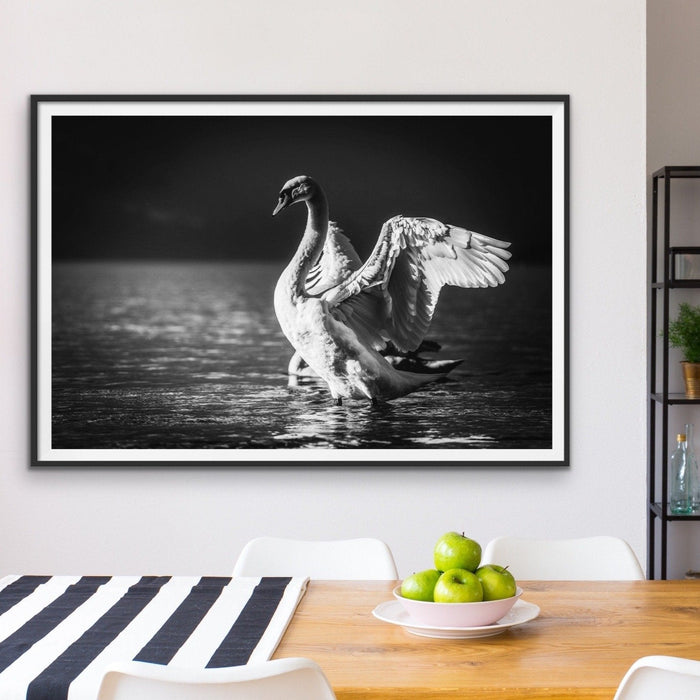 Graceful Swan - Black and White Swan Photographic Framed Canvas Print Wall Art Print