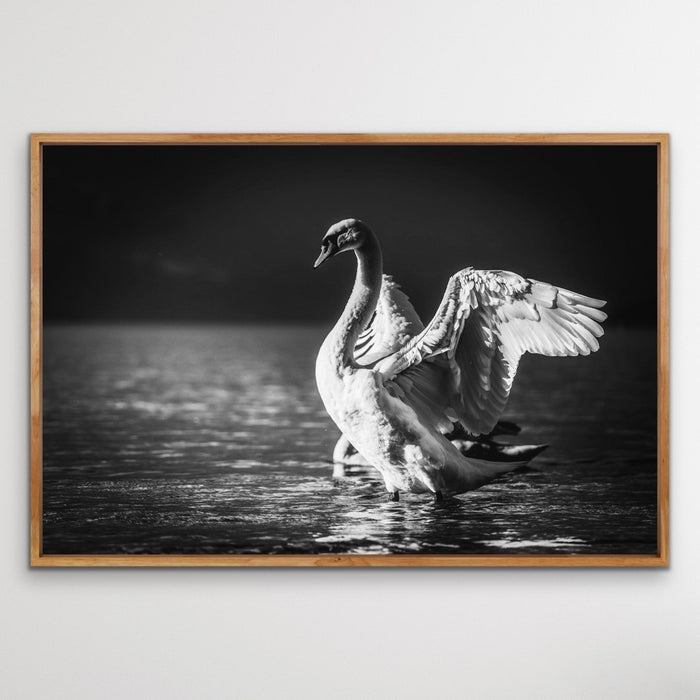 Graceful Swan - Black and White Swan Photographic Framed Canvas Print Wall Art Print