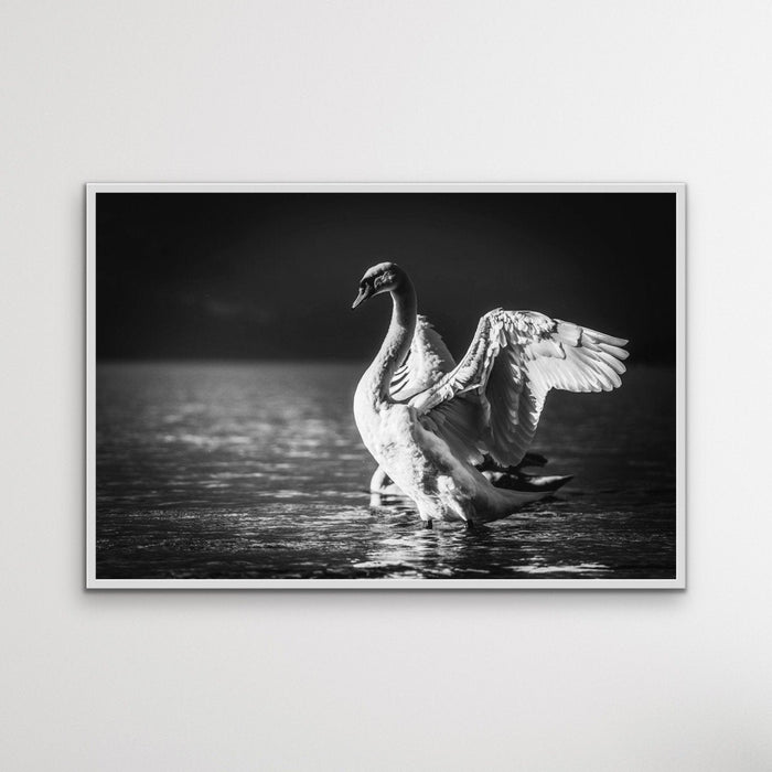 Graceful Swan - Black and White Swan Photographic Framed Canvas Print Wall Art Print