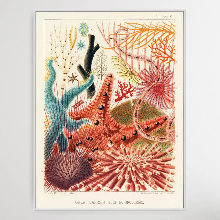 Great Barrier Reef Echinoderms by William Saville-Kent (1845-1908), Wall Art, Ozark Home 