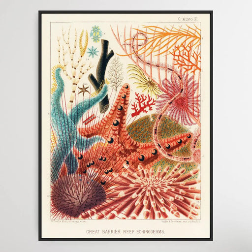 Great Barrier Reef Echinoderms by William Saville-Kent (1845-1908), Wall Art, Ozark Home 