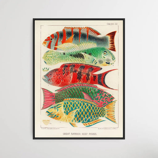 Great Barrier Reef Fishes by William Saville-Kent (1845-1908), Wall Art, Ozark Home 