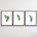 Green Banana Palm Trio - Three Piece Tropical Banana Palm Leaf Print Set, Wall Art, Ozark Home 