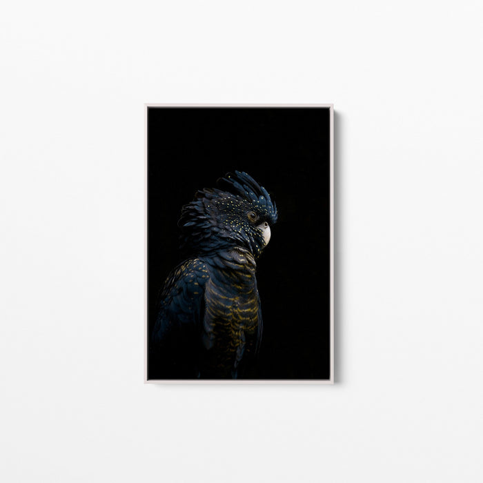 Guardian Black Cockatoo - Art Print Stretched Canvas Wall Art