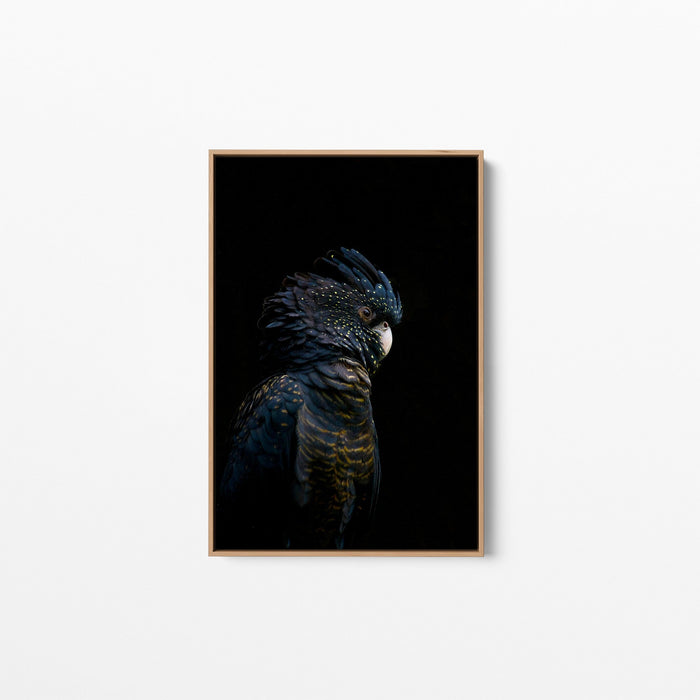 Guardian Black Cockatoo - Art Print Stretched Canvas Wall Art